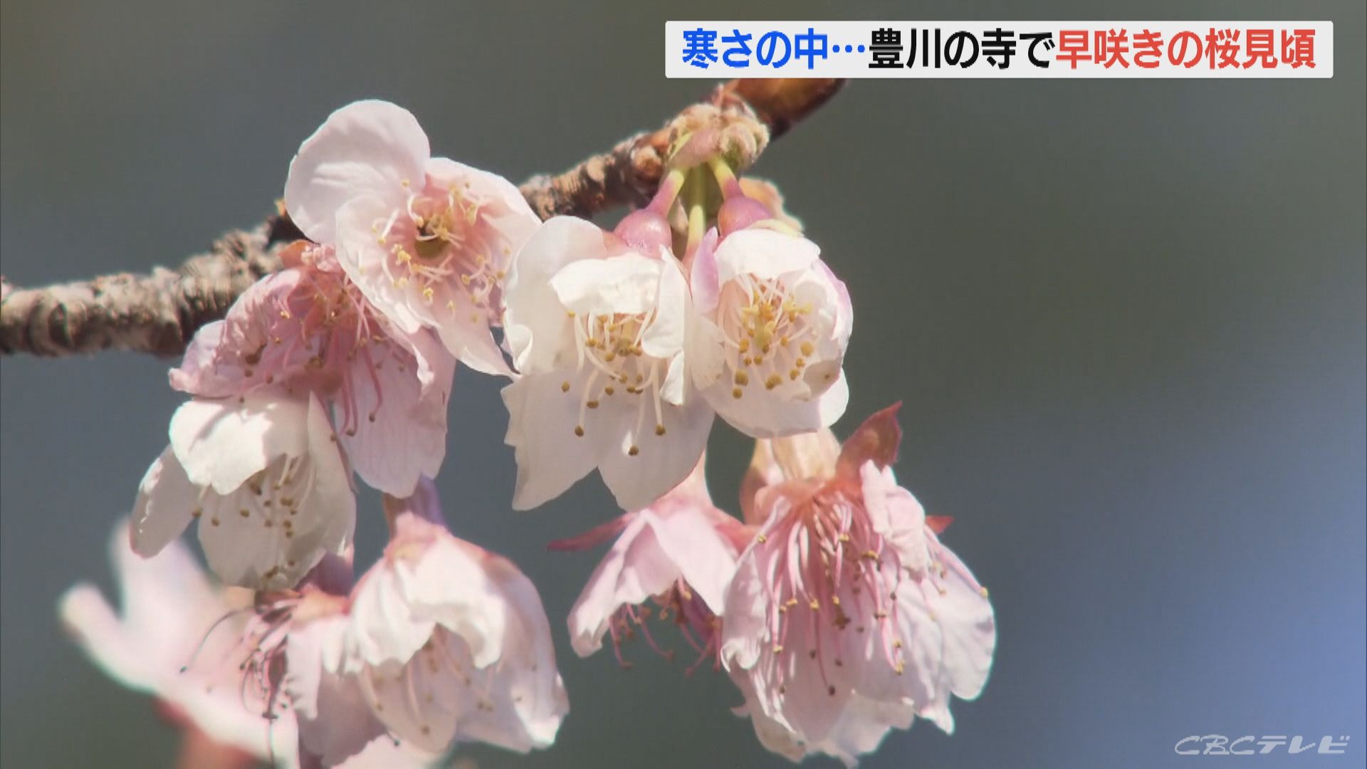 寒さの中で淡いピンクの花が　寺の境内や参道で早咲きの桜が見頃に　愛知・豊川市　