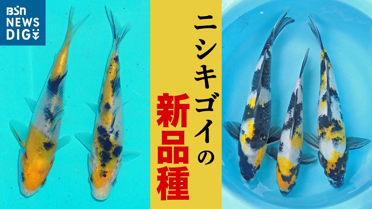 黄色地に黒模様をのせて…」ニシキゴイの新品種2種の開発に成功 新潟県