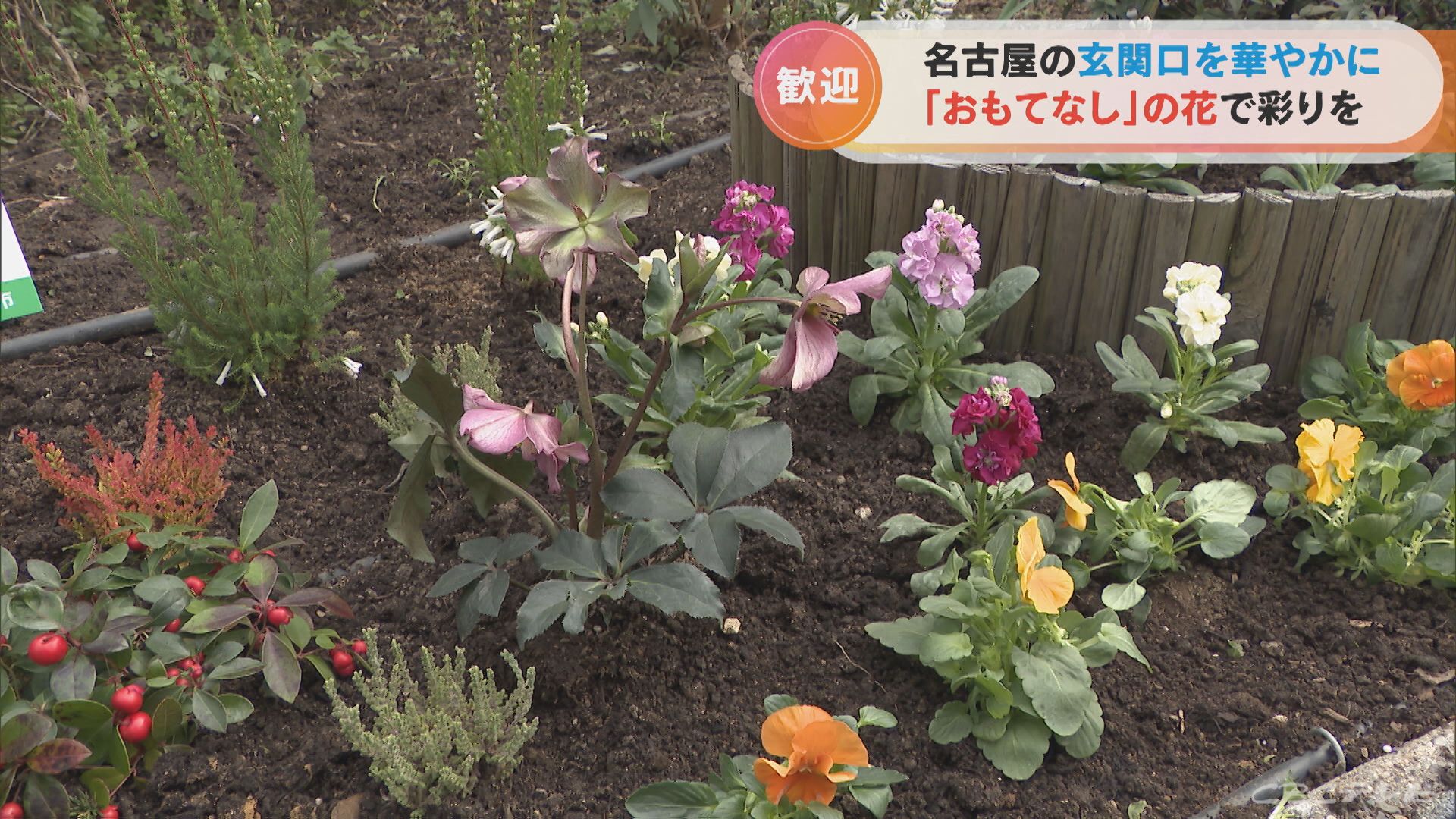 名古屋の玄関口を華やかに　駅前の「おもてなし花だん」で花の植え替え作業