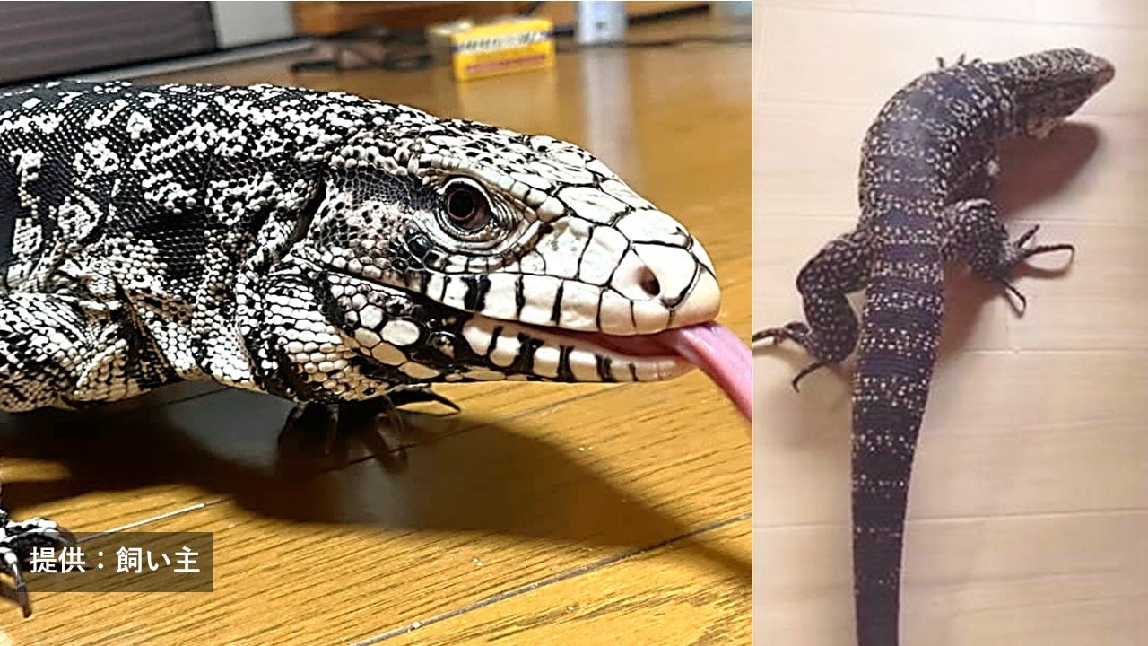 脱走した体長1m超の「トカゲ」 9日午後5時時点でも見つからず
