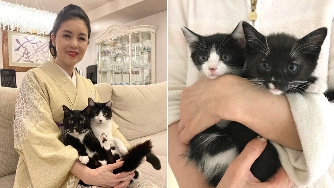 ねこ 】藤あや子・愛猫マル＆オレオ「祝 生誕」「本日7歳になりました