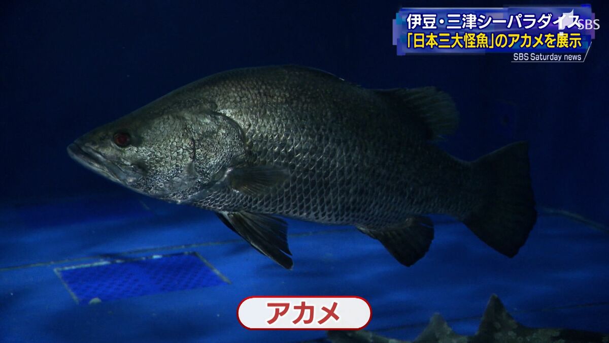 日本三大怪魚 釣り人に人気の「アカメ」 伊豆・三津シーパラダイスで