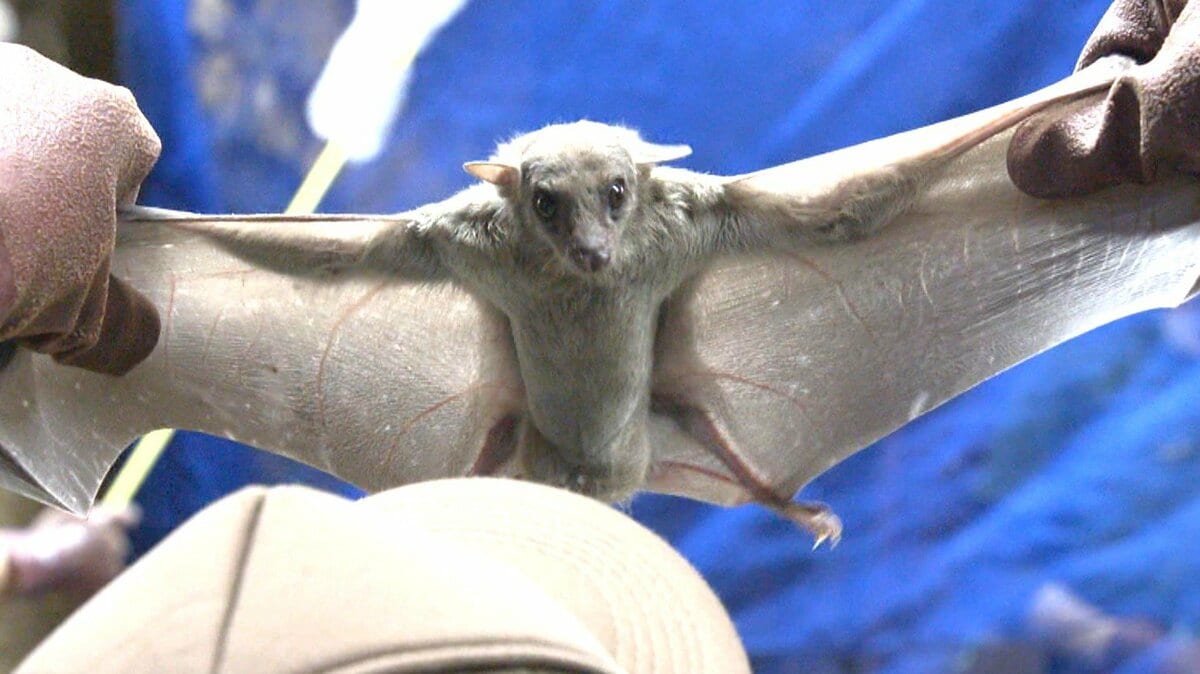 動物園のコウモリ400匹、一斉に捕獲し健康診断 飼育員「毎年の大仕事