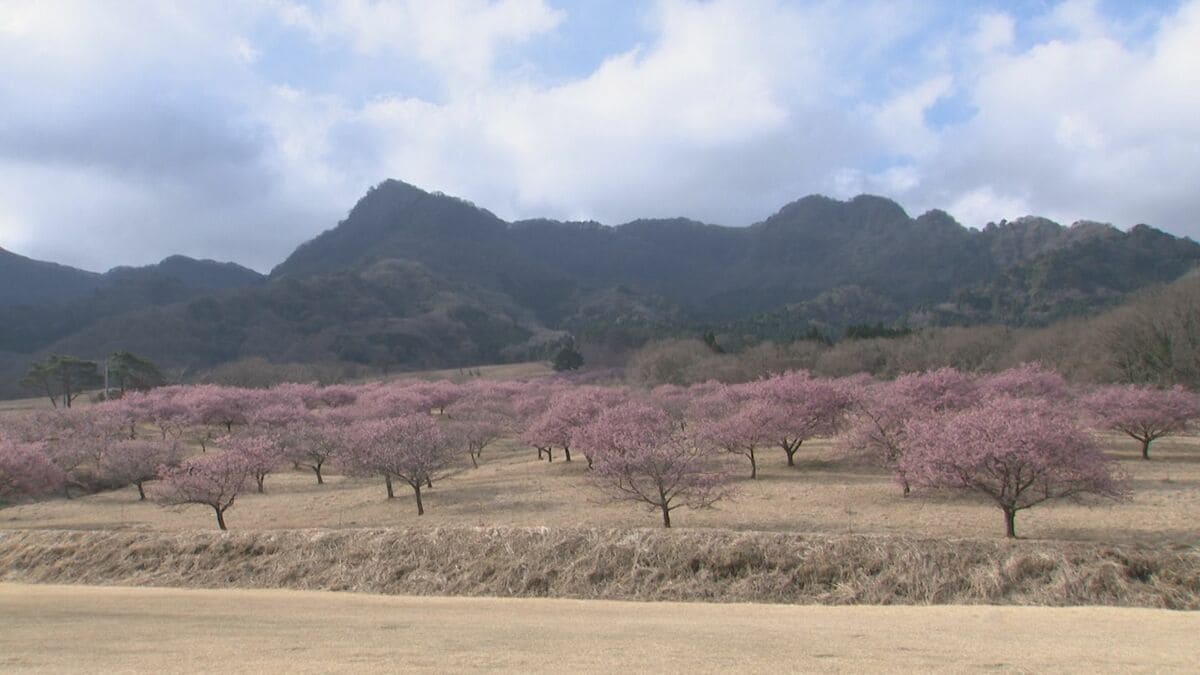 山肌がピンク色に 早咲きの河津桜約5000本が見頃 熊本県南阿蘇村 | TBS