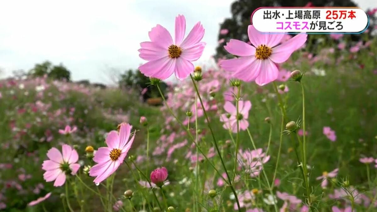 コスモス 酷暑を乗り越えた高槻市のコスモス畑が見ごろ近づく | 高槻市のプレス