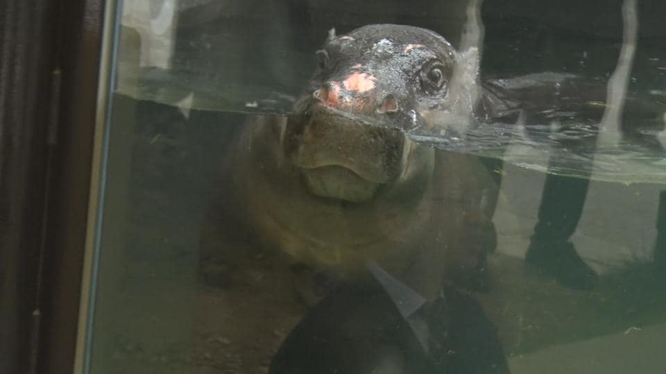 絶滅危惧種の世界三大珍獣「ミニカバ」が仲間入り　沖縄こどもの国