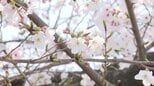 「新入生にも桜を見て頑張ろうと思ってほしい」桜の”高齢化”進む小学校で卒業生が苗木を植樹　未来へつなぐ”桜のバトン”|TBS NEWS DIG