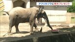 通常の10倍！82kgのジャンボスイカを10分で完食　アフリカゾウに涼をプレゼント|TBS NEWS DIG