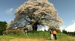 真庭市の「醍醐桜」が見ごろを迎える　開花の期間中にはライトアップ【岡山】|TBS NEWS DIG