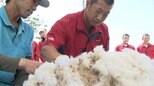 「動かないでくれ~」暑さ本番を前に高校生たちがヒツジの毛刈り すっきり夏支度で「メエ~」【岡山】|TBS NEWS DIG