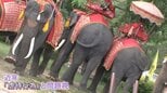 タイ名物“ゾウ乗り”は「虐待」か?観光地パタヤには“背中へこんだ”70歳のゾウも…「日本人観光客も考えてほしい」|TBS NEWS DIG