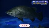 日本三大怪魚 釣り人に人気の「アカメ」 伊豆・三津シーパラダイスで展示（静岡県）|TBS NEWS DIG