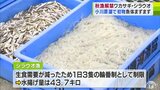 「初物」豊漁！小川原湖で全国一の漁獲量誇る「シラウオ」と「ワカサギ」の秋漁解禁「品質を落とさず水揚げしていきたい」　|　青森のニュース│ATV NEWS│青森テレビ