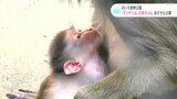「赤ちゃんがあんな怖いマンドリルになるなんて…」16日からのいち動物公園で公開 | 高知のニュース・天気|KUTV NEWS | KUTVテレビ高知