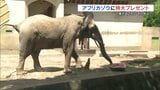通常の10倍！82kgのジャンボスイカを10分で完食　アフリカゾウに涼をプレゼント　|　熊本のニュース｜RKK NEWS｜RKK熊本放送