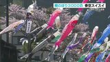 3000匹の鯉のぼりが空を泳ぐ! 杖立温泉『鯉のぼり祭り』 熊本・小国 | 熊本のニュース|RKK NEWS|RKK熊本放送