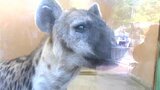 大きな目と丸い耳…ブチハイエナの“カロア”仲間入り 高知県立のいち動物公園 | 高知のニュース・天気|KUTV NEWS | KUTVテレビ高知