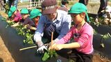 園児がサツマイモ苗植え いちき串木野市の濵田酒造 鹿児島 | 鹿児島のニュース|MBC NEWS|南日本放送
