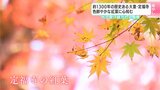 約1300年の歴史ある高知県大豊町の定福寺 色鮮やかな紅葉に心和む | 高知のニュース・天気|KUTV NEWS | KUTVテレビ高知