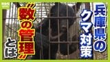 兵庫県では今年度『クマの狩猟禁止』　理想の対策？兵庫県の"数の管理"とは　被害相次ぐ全国では難しい部分も「予算・人材・体制など不十分」と専門家|TBS NEWS DIG