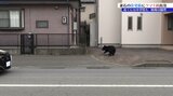 住宅街にクマ迷い込む 警察官に近寄るなど、現場は騒然 わな仕掛けるもクマは逃亡 岩手・釜石市|TBS NEWS DIG