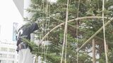 クリスマスツリーが伝統の“雪つり”姿に 年末年始は暖かさ戻る　|　石川県のニュース｜MRO北陸放送