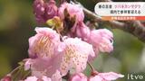 春の足音少しずつ… 伊豫豆比古命神社でツバキカンザクラ開花 愛媛・松山 | 愛媛のニュース - Nスタえひめ|あいテレビは6チャンネル