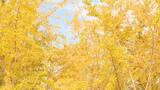 【紅葉】福岡県広川町「太原のイチョウ」 | 福岡のニュース|RKB NEWS|RKB毎日放送