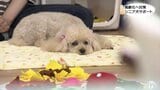 「犬への接し方がすごく変わった」ペットも高齢化時代 注目高まるシニア犬サポートとは | 青森のニュース│ATV NEWS│青森テレビ
