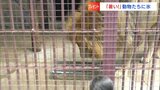 ライオン・ブチハイエナ・コツメカワウソ 夏バテ気味の動物たちに氷のプレゼント 池田動物園【岡山】|TBS NEWS DIG