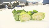 「キャベツ掘るより雪かいてる」暖冬から一転、大雪で雪下キャベツの収穫に異変 福島 | 福島のニュース│TUF