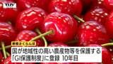 色、大きさ、ツヤ、軸の太さ…審査員も悩んだ「東根さくらんぼ」品評会　厳選な審査で最優秀に選ばれたのは！（山形）　|　山形のニュース│TUYテレビユー山形