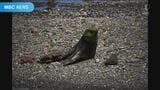 鹿児島の海岸にオットセイ? | 鹿児島のニュース|MBC NEWS|南日本放送