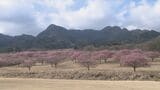 山肌がピンク色に 早咲きの河津桜約5000本が見頃　熊本県南阿蘇村|TBS NEWS DIG
