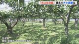 ナシ農家「致命傷になる…1週間が限界」愛知の明治用水 大規模漏水で農業用水止まり 不安広がる | 名古屋・愛知・岐阜・三重のニュース【CBC news】 | CBC web
