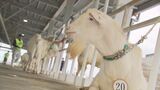 沖縄ナンバーワンの「肉用ヤギ」決まる 上位に選ばれたヤギの運命は・・・ | 沖縄のニュース|RBC 琉球放送