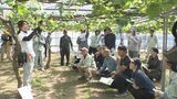 石川県が14年の歳月をかけて育成した高級ブドウ “ルビーロマン” 栽培講習会 2024年の初セリでは1房100万円|TBS NEWS DIG