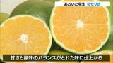 大分県産露地ミカン「おおいた早生」初競り 例年より高い1キロ平均371円で取り引き | 大分のニュース|OBS NEWS|大分放送