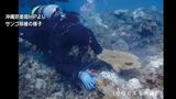 沖縄防衛局 サンゴの白化を受け大浦湾での移植作業を中断 | 沖縄のニュース|RBC 琉球放送