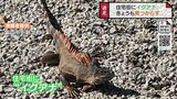 「不用意に近づかないで…」住宅街に消えた “イグアナ” どこに？一夜明けても手がかりなし　富山　|　富山のニュース｜天気・防災｜チューリップテレビ