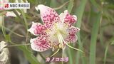 九十九島の夏の花 | 長崎のニュース | 天気 | NBC長崎放送
