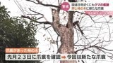 【クマ出没情報】富山市市街地のさらに海側…国道8号北側の住宅で柿の木にクマの爪痕 10月23日のもとは違い新たなもの…|TBS NEWS DIG