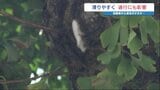 街に漂う「カブトムシの虫かごみたいな臭い」 原因は街路樹のイチョウに起きた「非常に珍しい状況」 熊本 | 熊本のニュース|RKK NEWS|RKK熊本放送