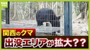 【天橋立でクマ目撃】「今は生息範囲が複雑に広がる時期」関西で出没エリア拡大の可能性も?大阪は「淀川の河川敷をつたって…」神戸・姫路は「生息できる質の森林が…」【専門家解説】 | MBSニュース | 関西の最新ニュースを分かりやすく。