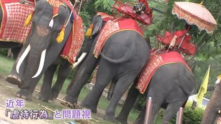タイ名物“ゾウ乗り”は「虐待」か？観光地パタヤには“背中へこんだ”70歳のゾウも…「日本人観光客も考えてほしい」| TBS CROSS DIG with Bloomberg