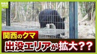 【天橋立でクマ目撃】「今は生息範囲が複雑に広がる時期」関西で出没エリア拡大の可能性も？大阪は「淀川の河川敷をつたって…」神戸・姫路は「生息できる質の森林が…」【専門家解説】　|　MBSニュース | 関西の最新ニュースを分かりやすく。