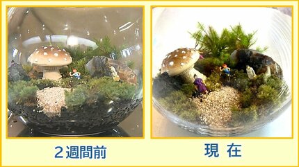 4億8000万年を生きぬくコケの魅力『苔テラリウム』が大人の趣味とし
