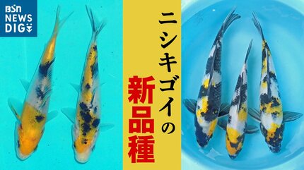 黄色地に黒模様をのせて…」ニシキゴイの新品種2種の開発に成功 新潟県