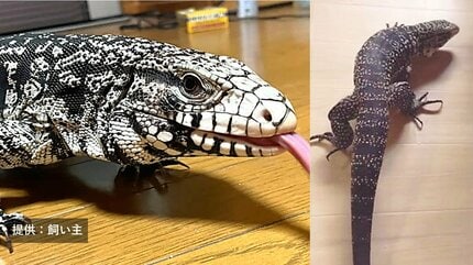 脱走した体長1m超の「トカゲ」 9日午後5時時点でも見つからず