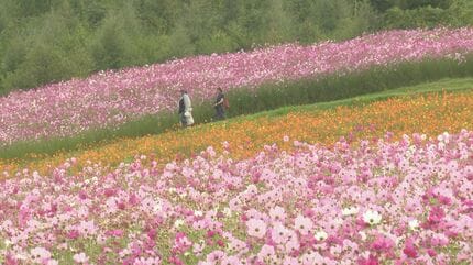 秋の訪れ告げる 1000万本のコスモスが見ごろ 日本最大級の広さ